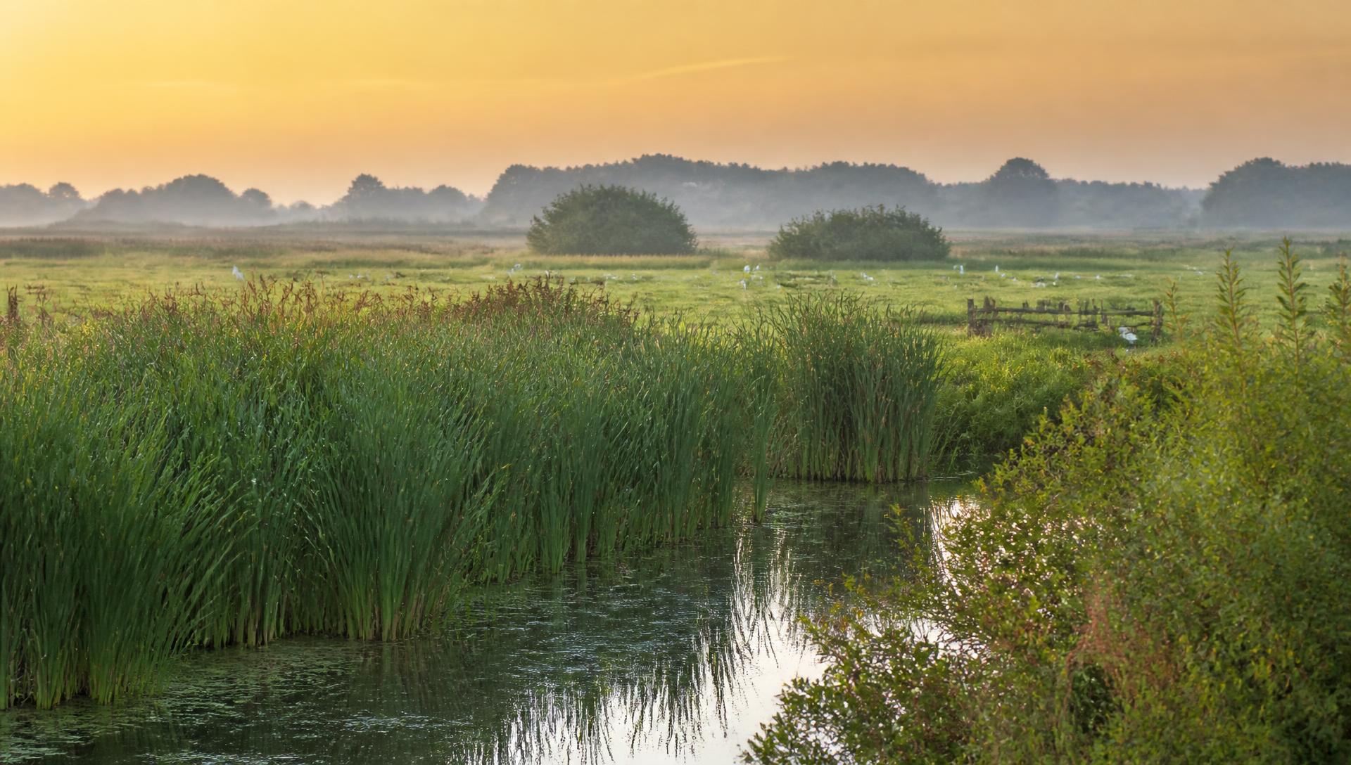 Nederlands rietmoeras met weide bij zonsopkomst